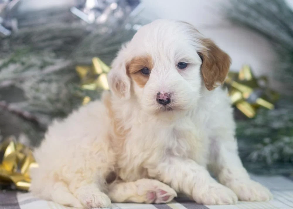 Buddy goldendoodle for sale(3).jpg