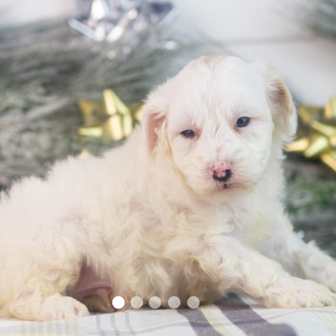 Copy of FBP Design.png