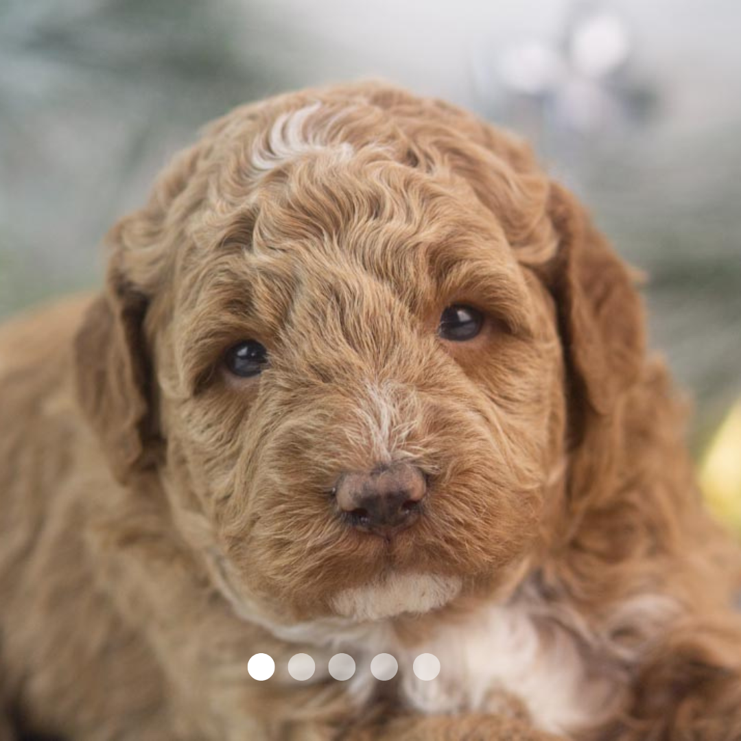 Copy of FBP Design.png