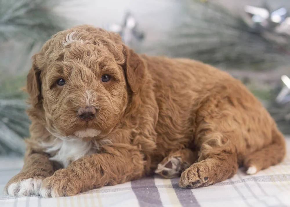 Blake goldendoodle for sale(1).jpg