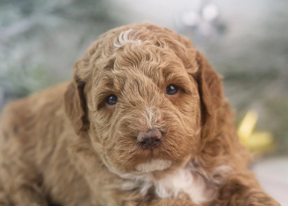 Blake goldendoodle for sale(2).jpg