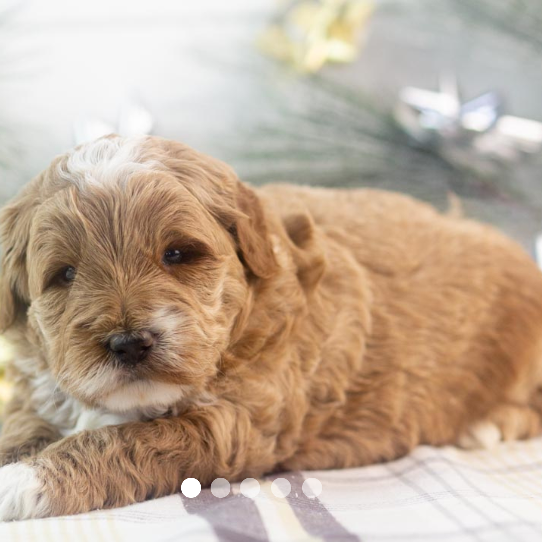 Copy of FBP Design.png