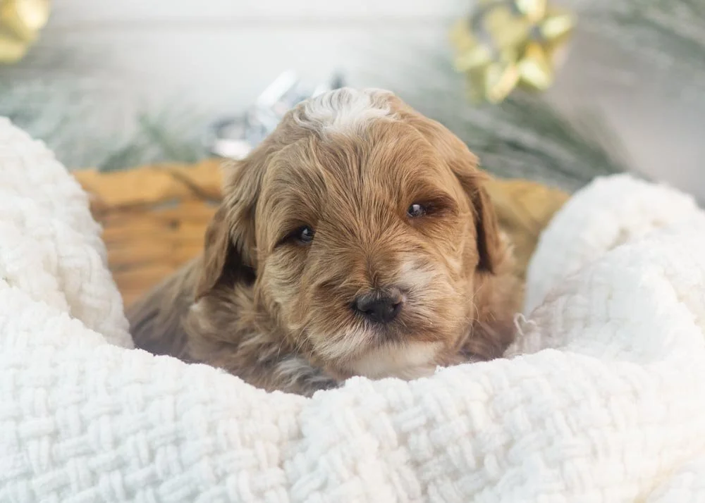 Brax goldendoodle for sale.jpg