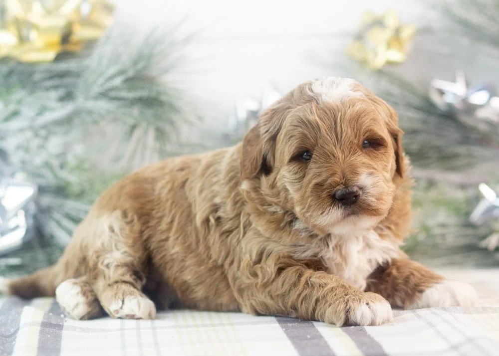 Brax goldendoodle for sale(4).jpg