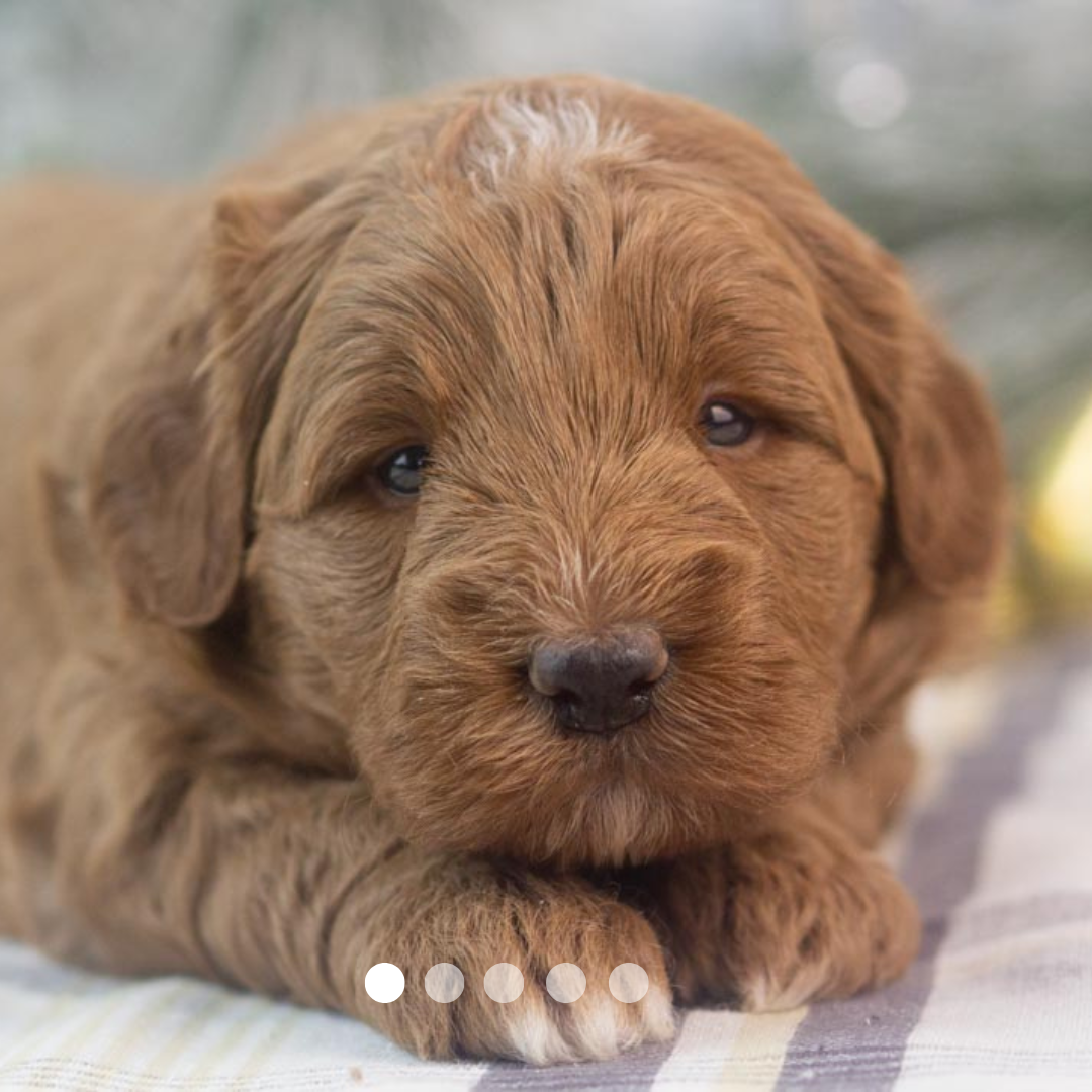 Copy of FBP Design.png