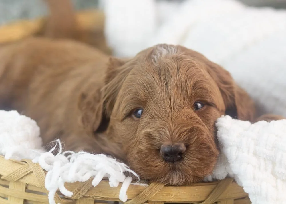 Brody goldendoodle for sale.jpg