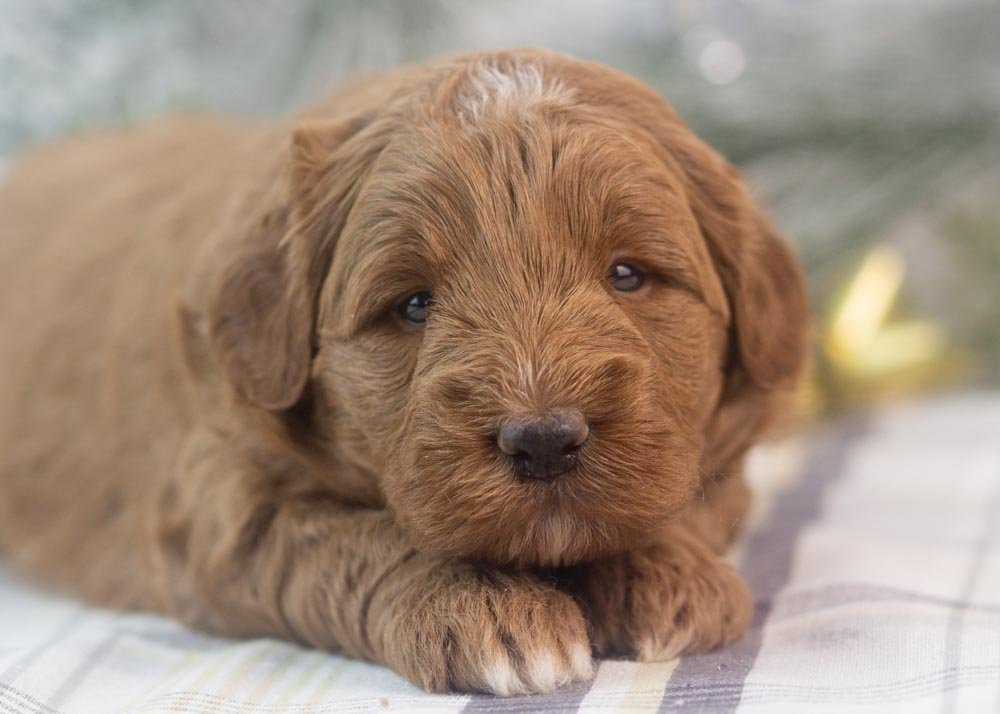 Brody goldendoodle for sale(1).jpg