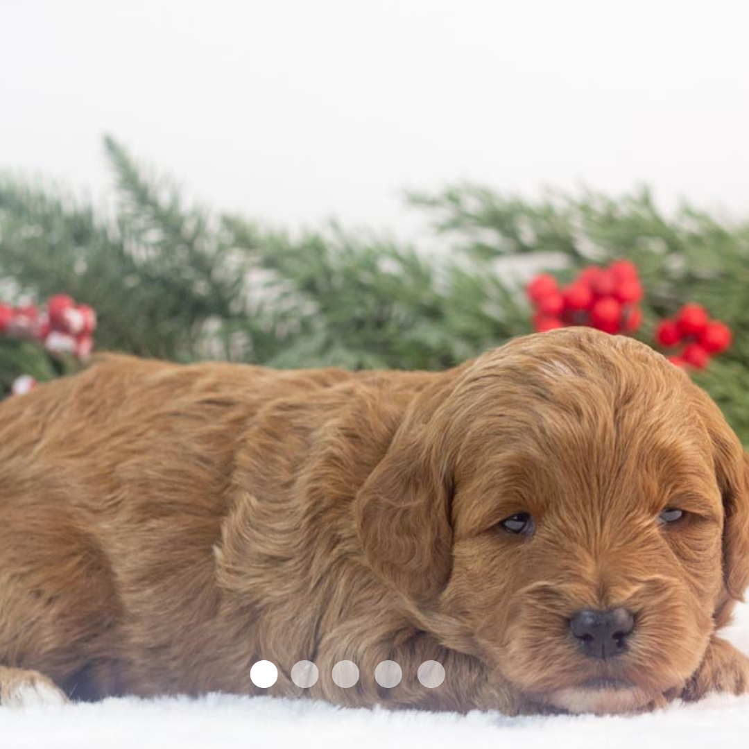 Copy of FBP Design.png