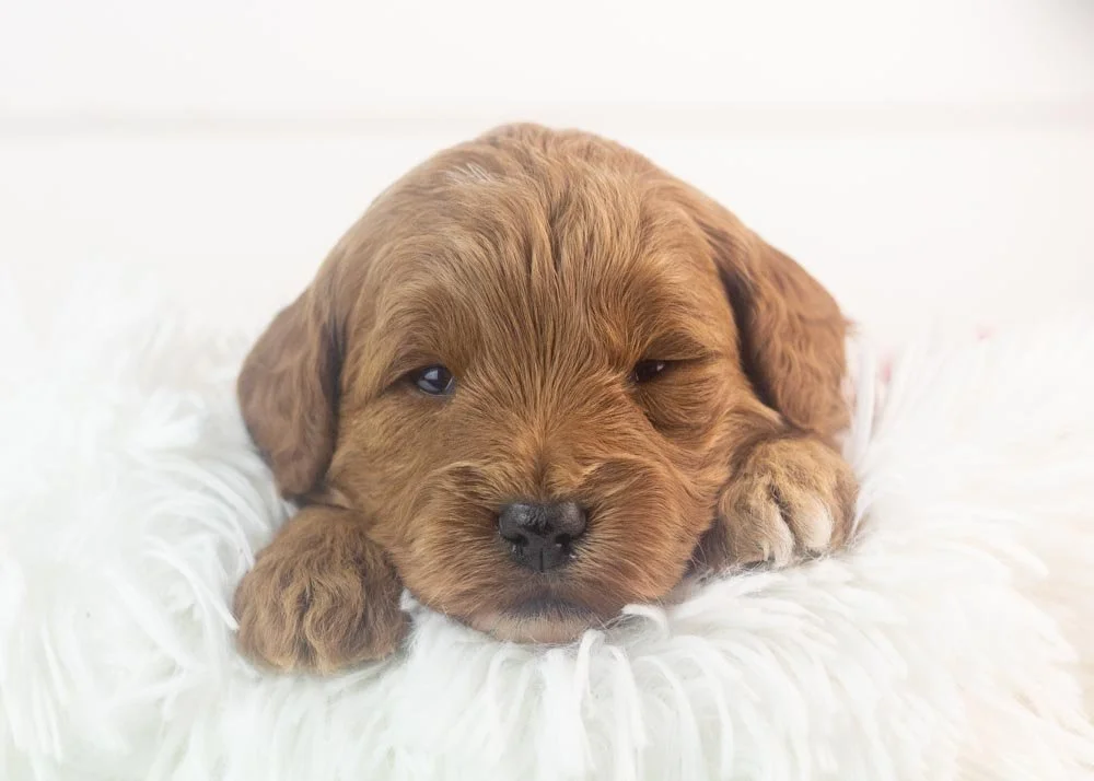 Valerie goldendoodle for sale.jpg