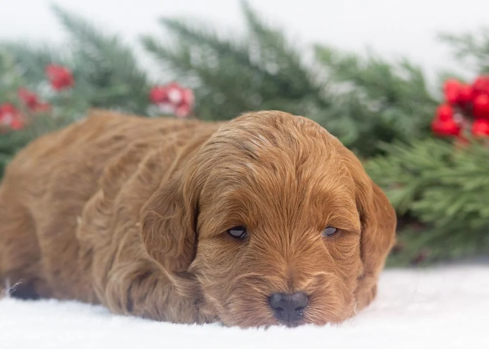 Valerie goldendoodle for sale(1).jpg