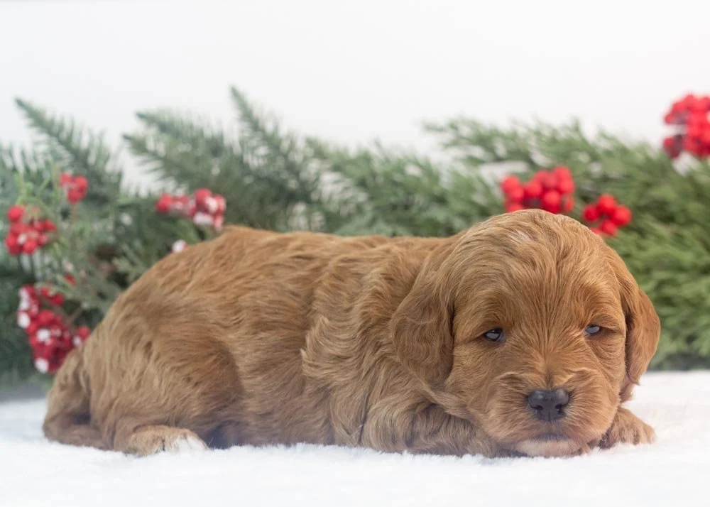 Valerie goldendoodle for sale(2).jpg