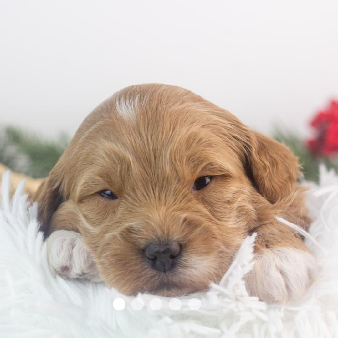 Copy of FBP Design.png