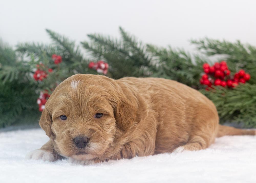 Vienna goldendoodle for sale.jpg