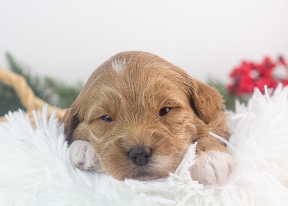 Vienna goldendoodle for sale(1).jpg