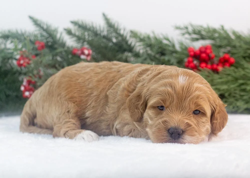 Vienna goldendoodle for sale(2).jpg