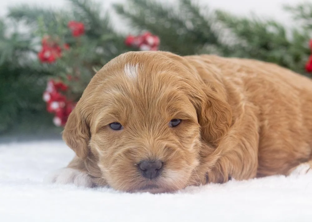Vienna goldendoodle for sale(3).jpg
