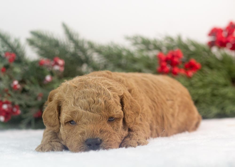 Vinnie goldendoodle for sale.jpg