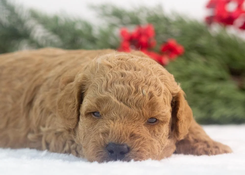 Vinnie goldendoodle for sale(2).jpg