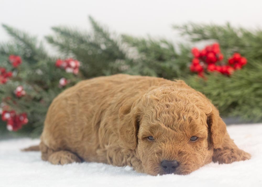 Vinnie goldendoodle for sale(3).jpg