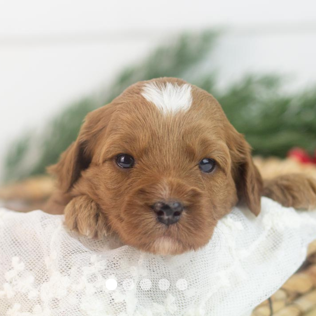 Copy of FBP Design.png