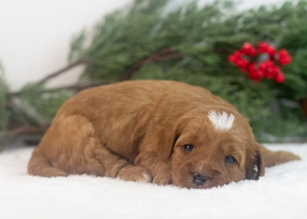 Blush goldendoodle for sale.jpg