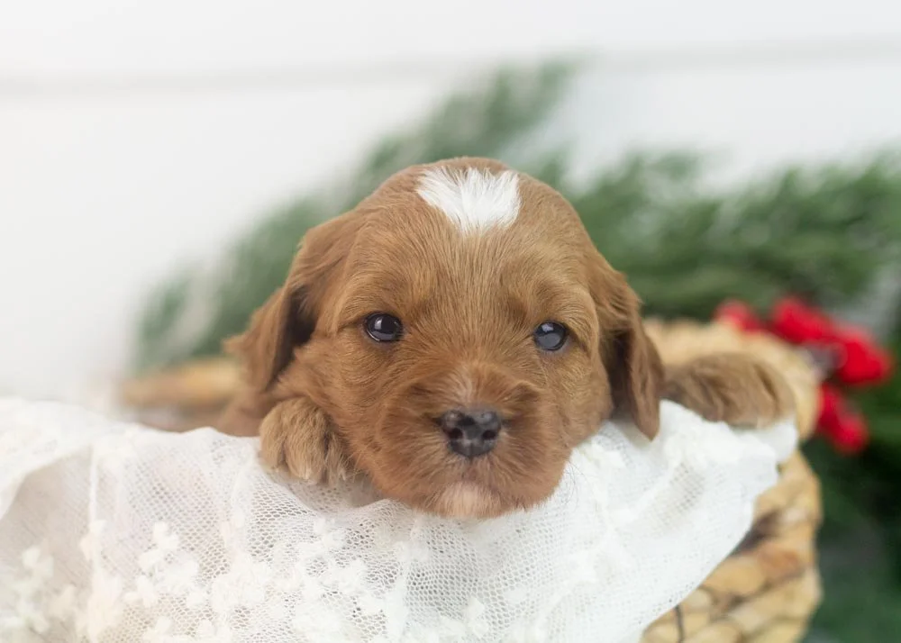 Blush goldendoodle for sale(1).jpg