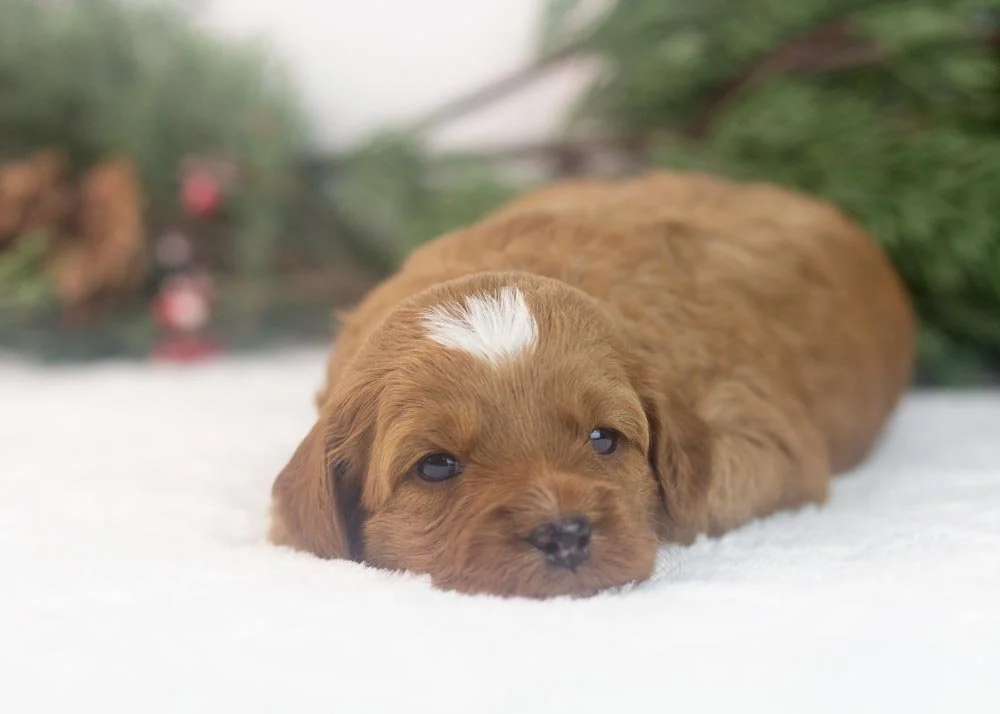 Blush goldendoodle for sale(2).jpg
