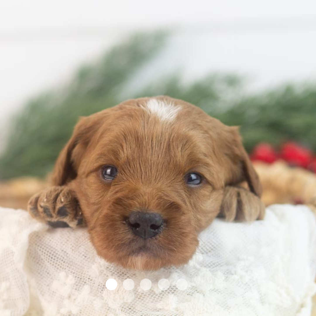 Copy of FBP Design.png