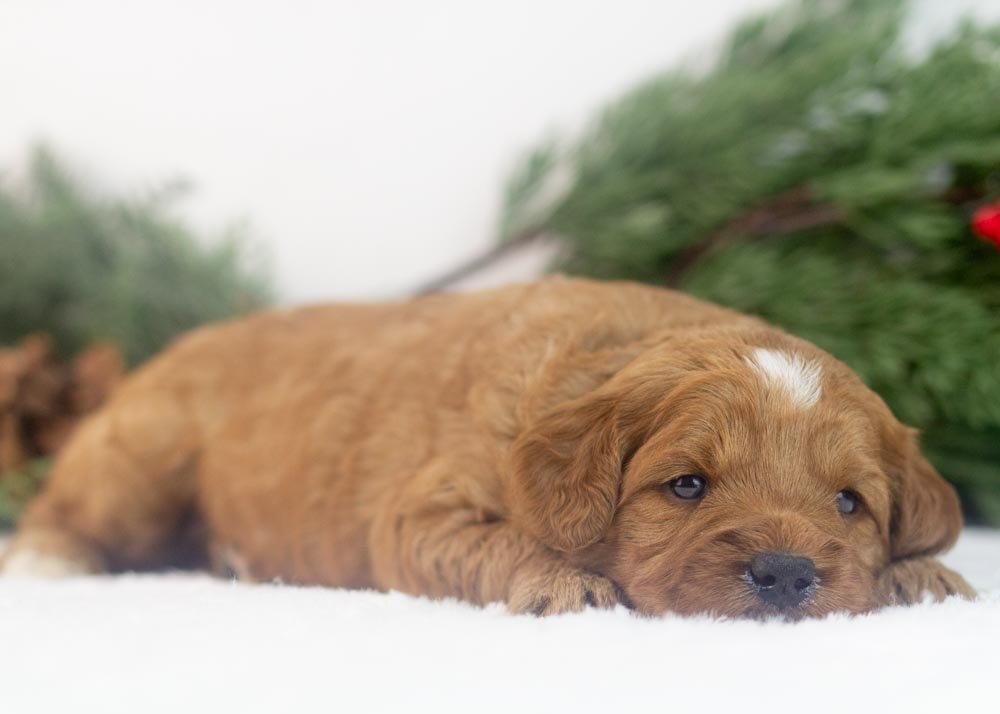 Lilac goldendoodle for sale(2).jpg