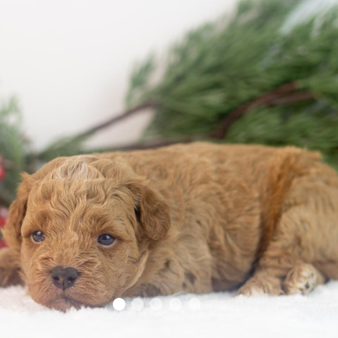 Copy of FBP Design.png