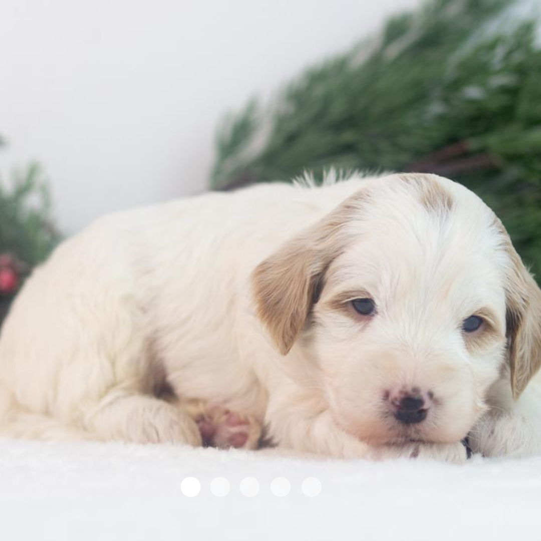 Copy of FBP Design.png