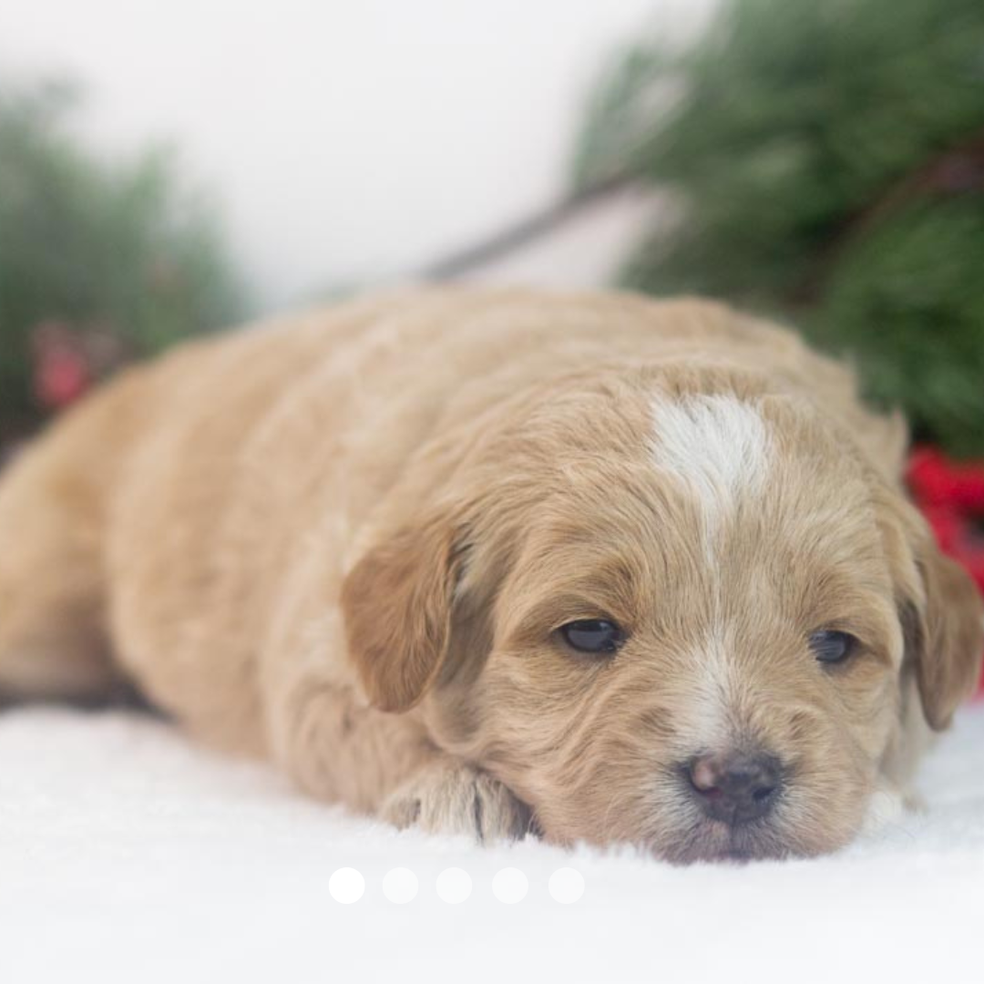 Copy of FBP Design.png