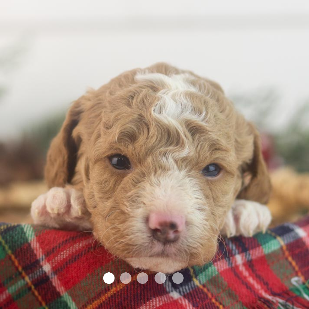 Copy of FBP Design.png