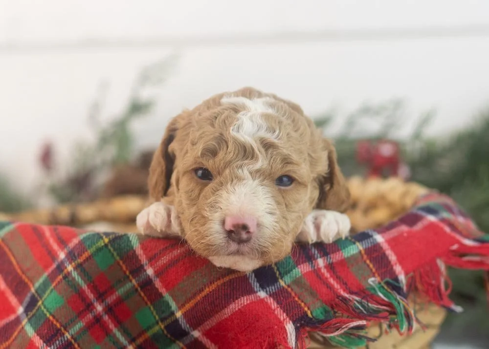 Bowser goldendoodle for sale(2).jpg