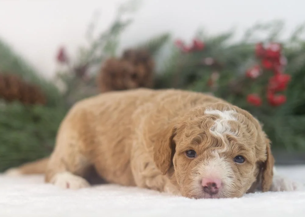 Bowser goldendoodle for sale(3).jpg