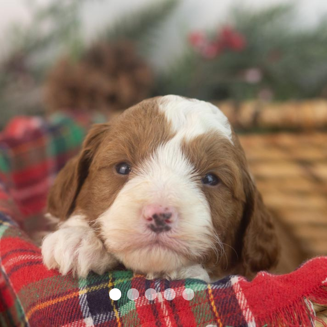 Copy of FBP Design.png