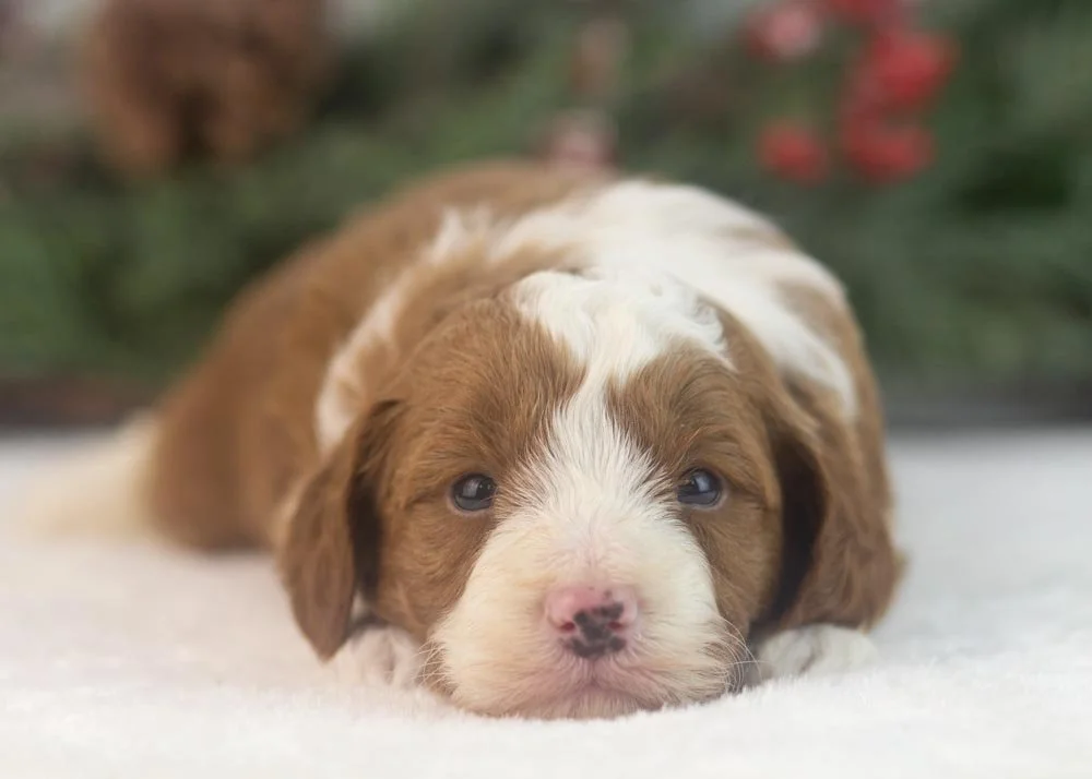 Mario goldendoodle for sale.(1).jpg
