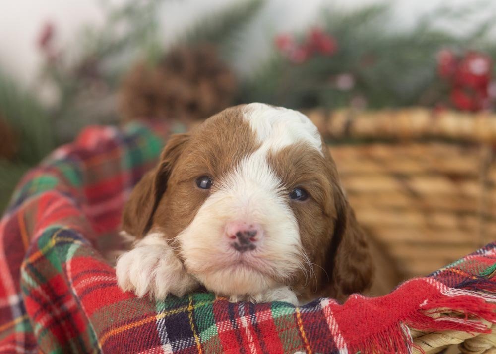 Mario goldendoodle for sale..jpg