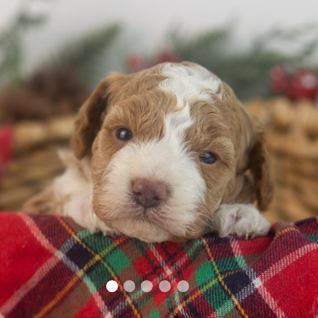 Copy of FBP Design.png