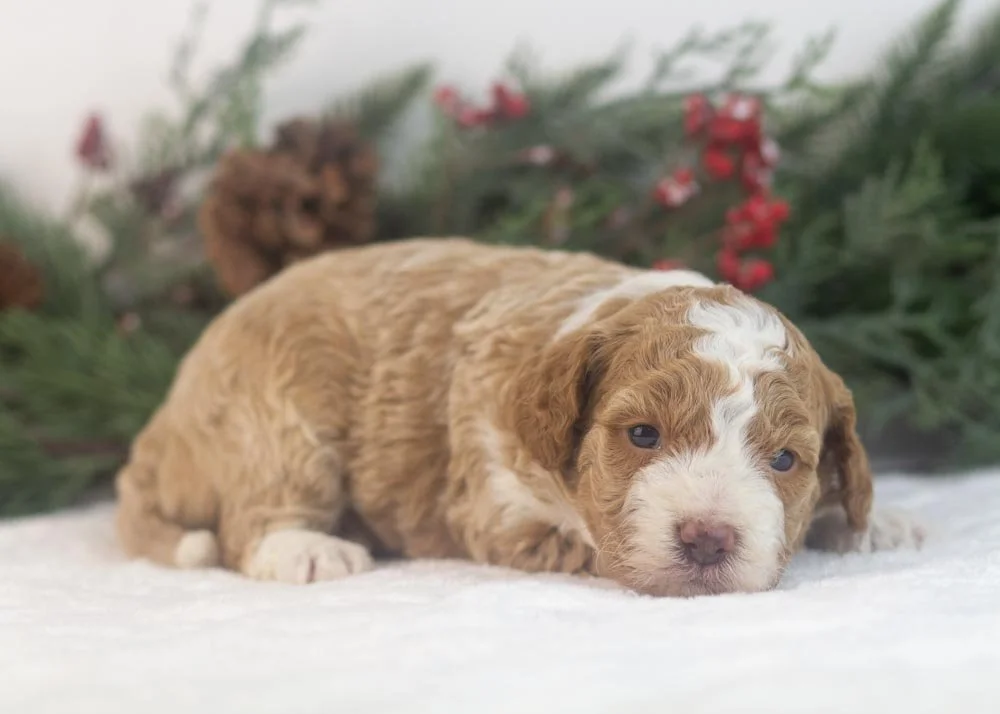 Yoshi goldendoodle for sale..jpg