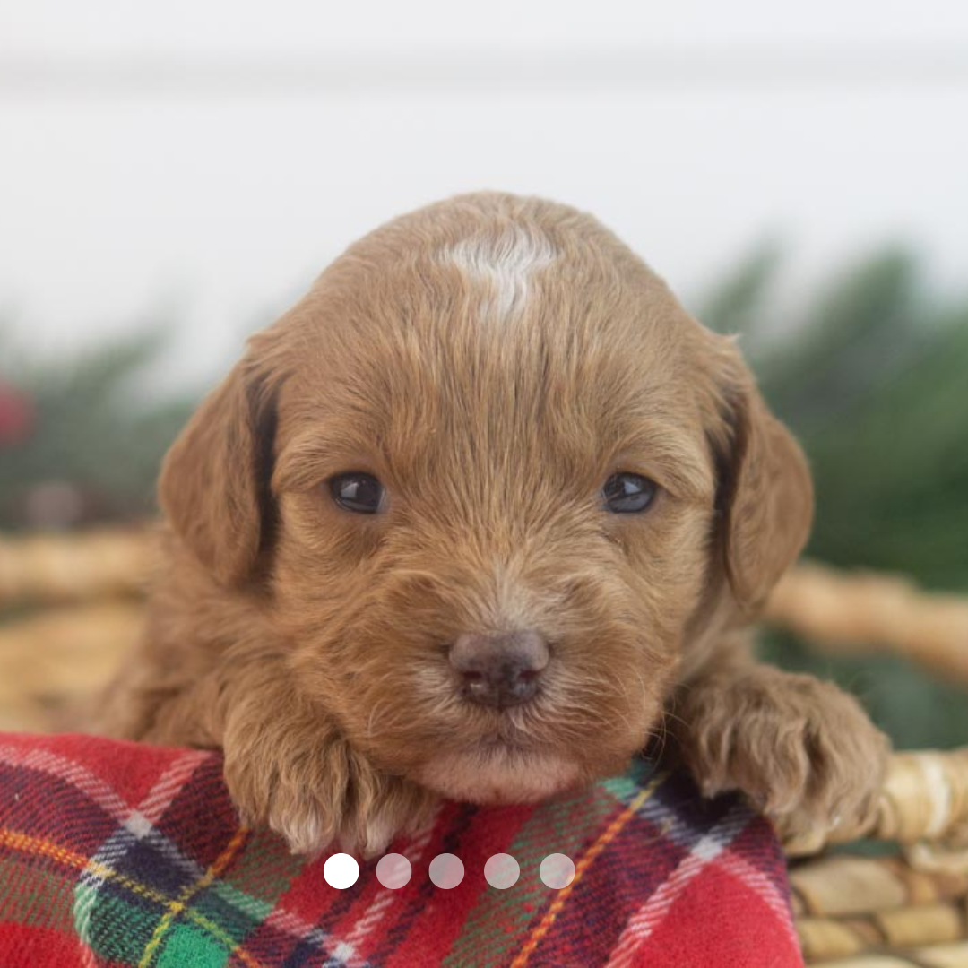 Copy of FBP Design.png