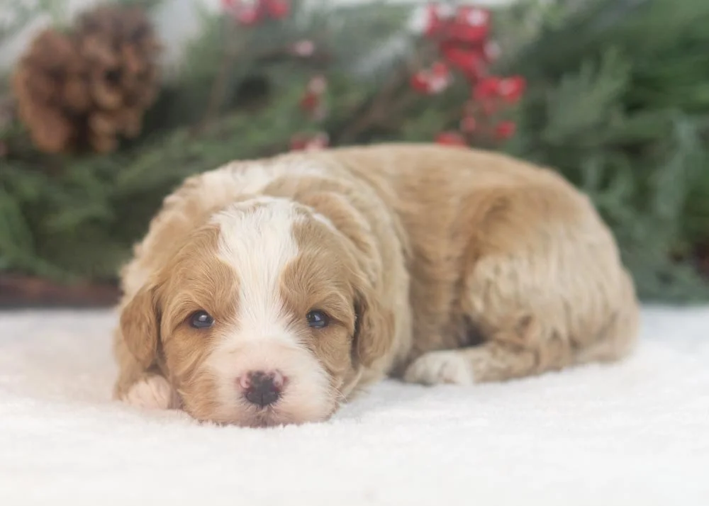 Dustin goldendoodle for sale.jpg