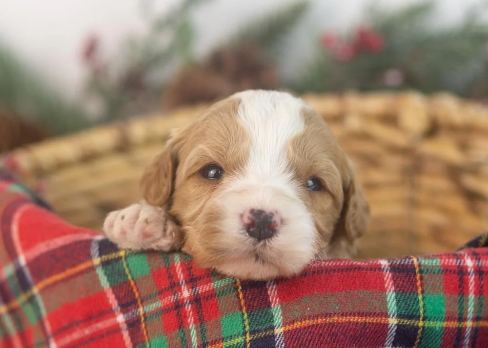Dustin goldendoodle for sale(1).jpg
