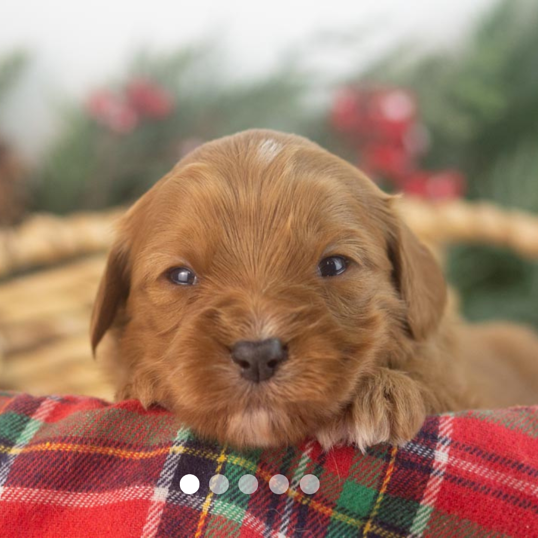 Copy of FBP Design.png