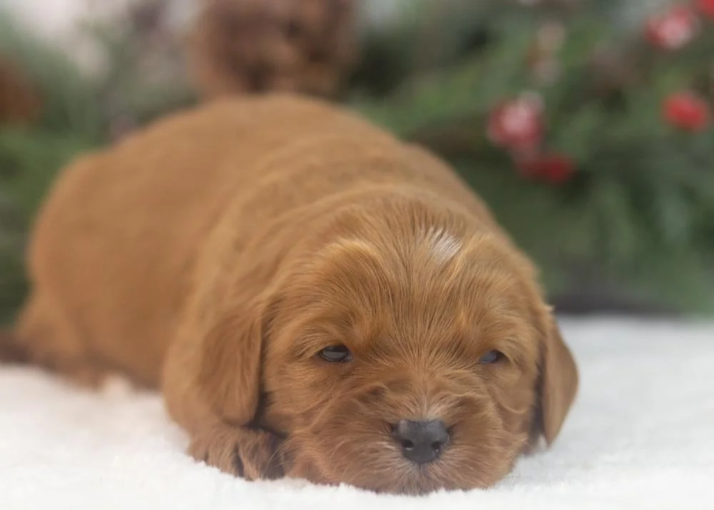 Mike goldendoodle for sale(1).jpg