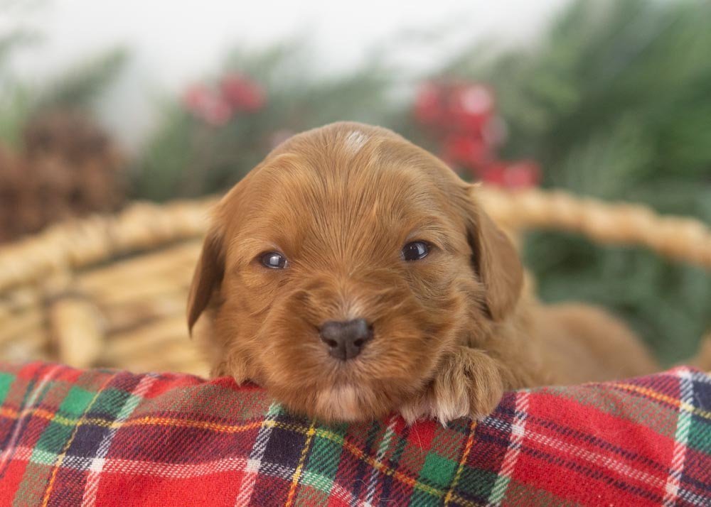 Mike goldendoodle for sale.jpg