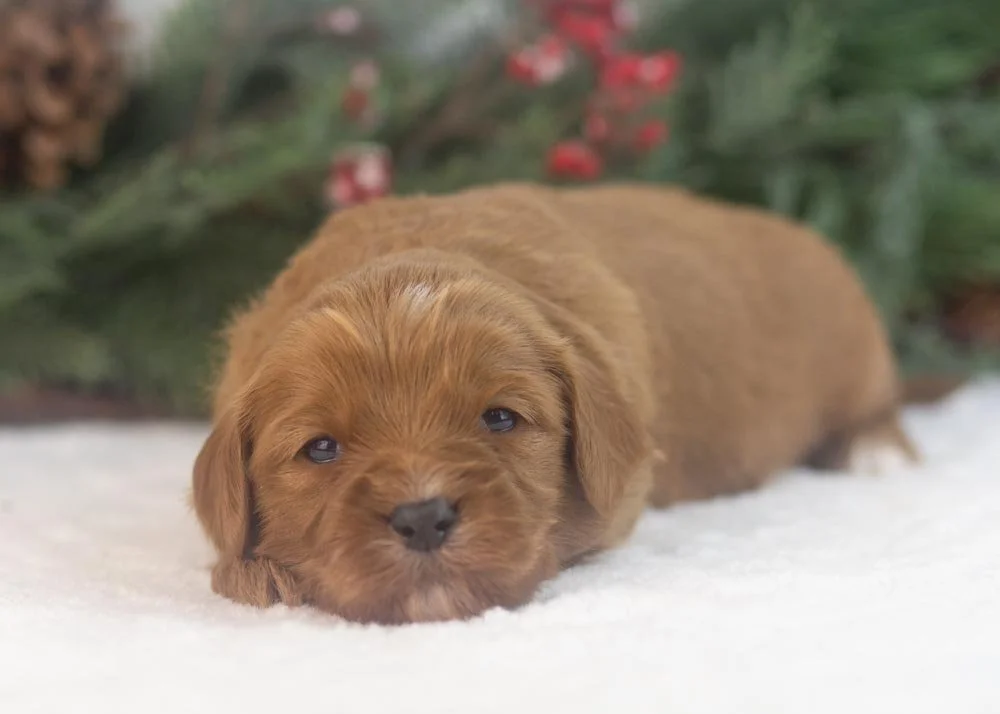 Mike goldendoodle for sale(3).jpg