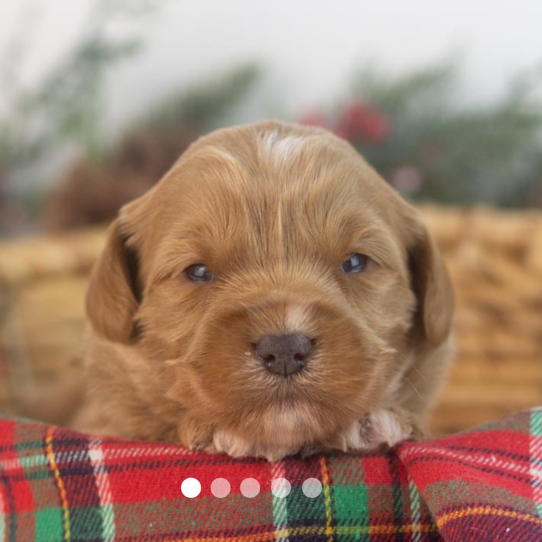 Copy of FBP Design.png