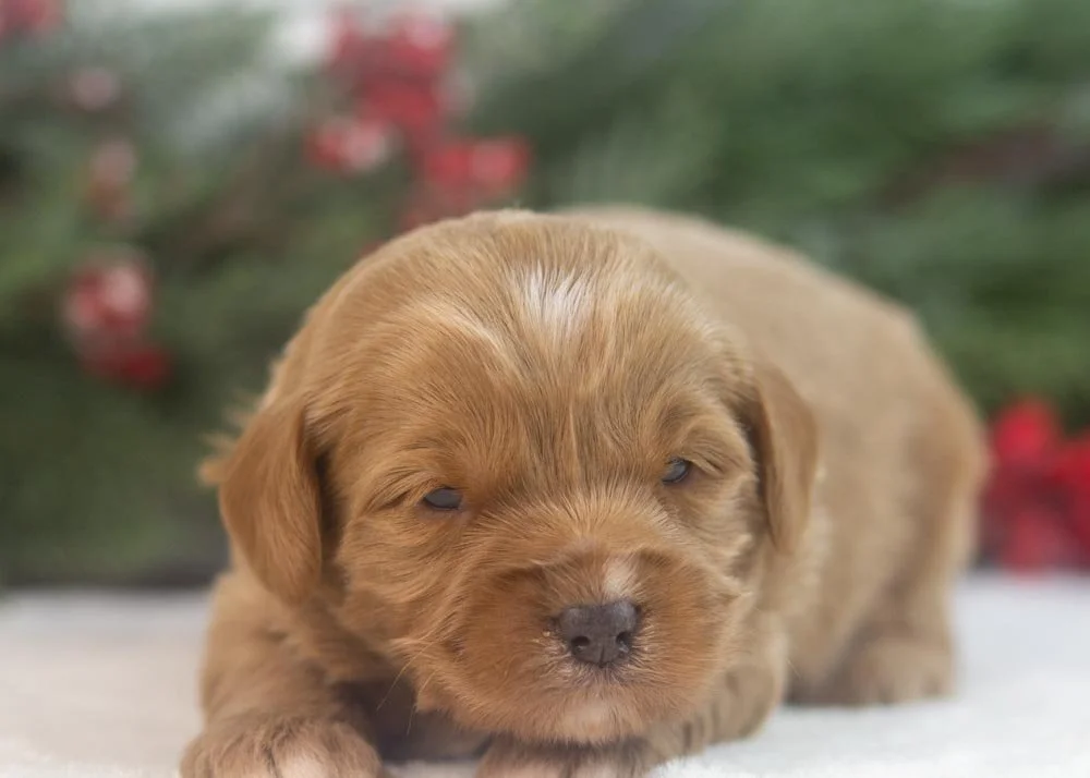 Will goldendoodle for sale(2).jpg