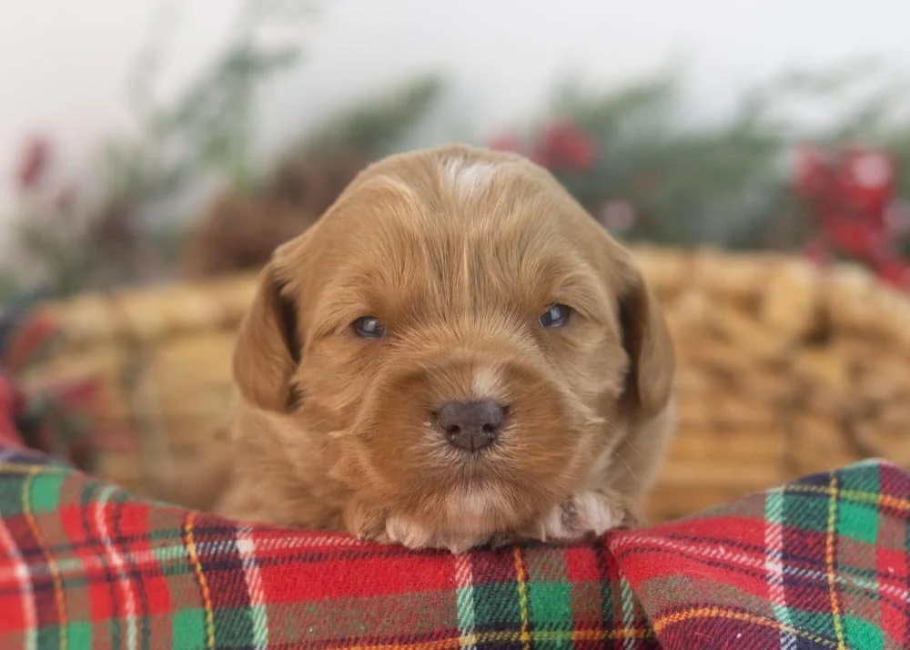 Will goldendoodle for sale.jpg